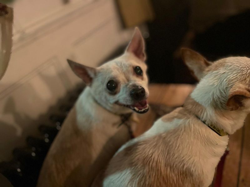 Chihuahua for adoption in Liverpool, Merseyside – 10 years old
