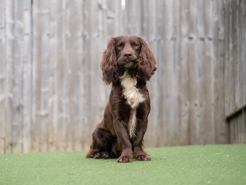 Dobbie - Image 2 of 3