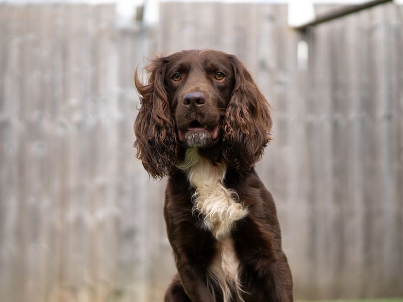 Dobbie - Image 3 of 3