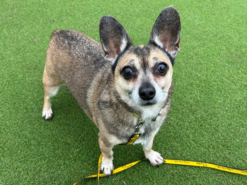 Bruno, a 6 years old male Chihuahua available for adoption from Dogs Trust in Essex