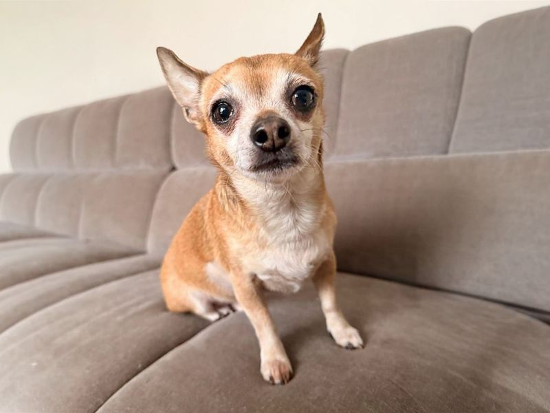 Hugo, a 6 years old male Chihuahua available for adoption from Dogs Trust in Basildon, Essex