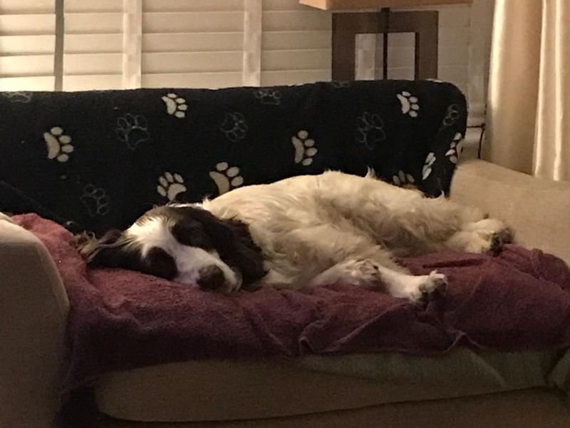 Ellie - Image 3 of 4