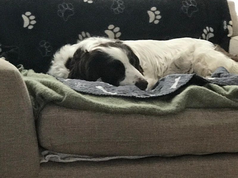 Ellie - Image 2 of 4