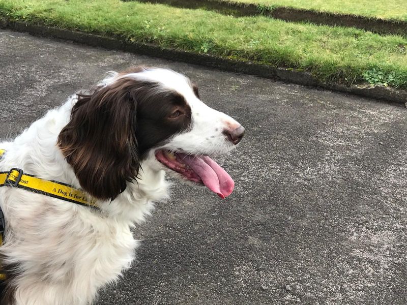 Ellie - Image 4 of 4