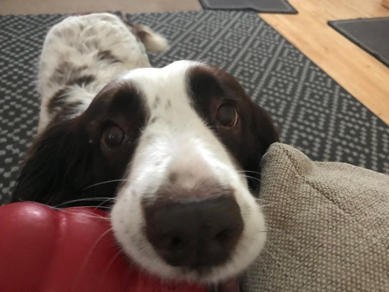 Springer Spaniel Dogs And Puppies For Adoption