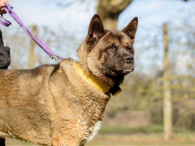 Zorro, a 4 years old male Akita available for adoption from Dogs Trust in Kenilworth, Warwickshire