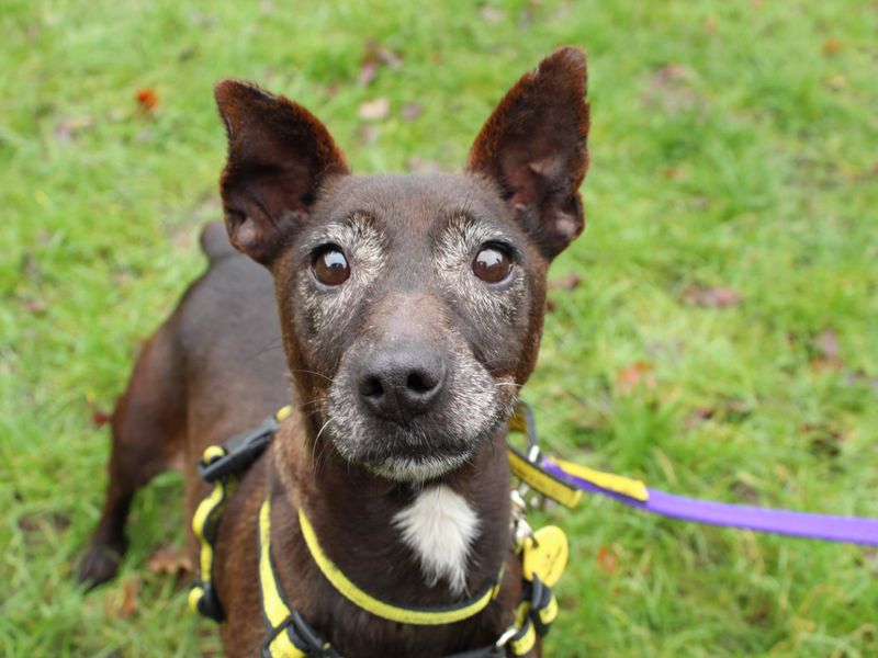 Nugget - Image 2 of 3