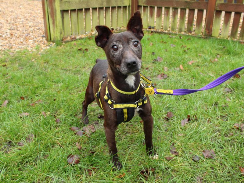 Nugget - Image 3 of 3