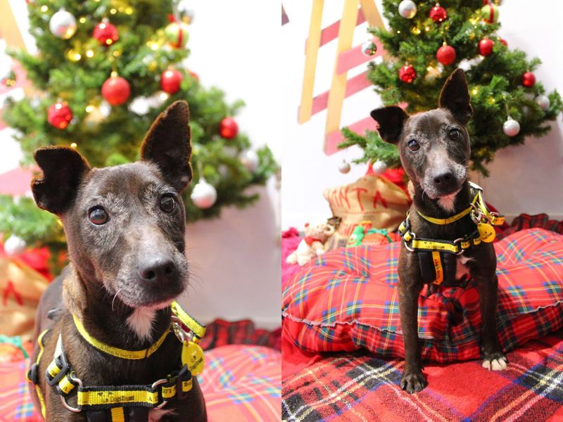 Jack Russell Terrier for adoption in Newbury, Berks – 8 years old