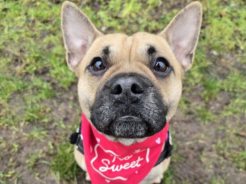 Odin | Terrier (Jack Russell) Cross | Shrewsbury (Shropshire) - 1