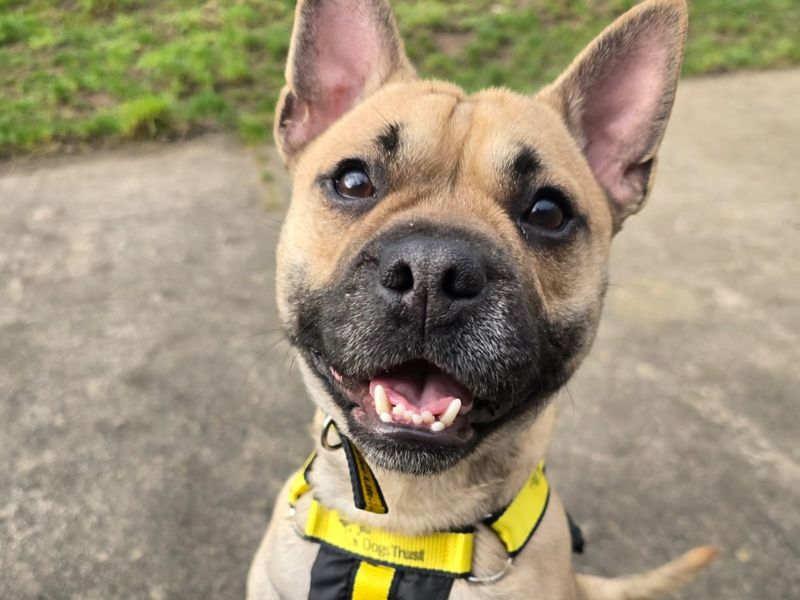 Jack Russell Terrier for adoption in Telford, Shropshire – 1 year old - Image 2 of 3