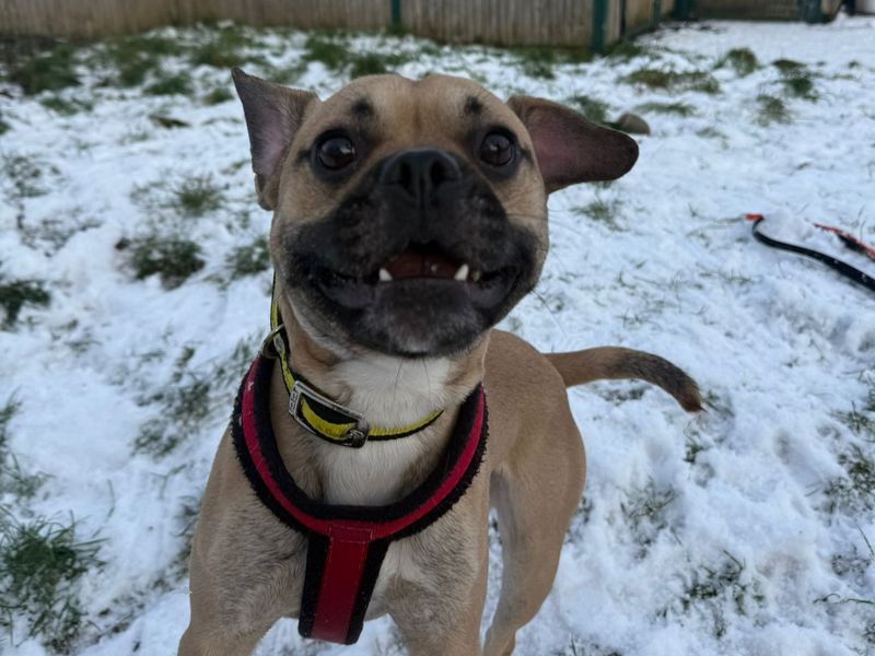Jack Russell Terrier for adoption in Telford, Shropshire – 1 year old