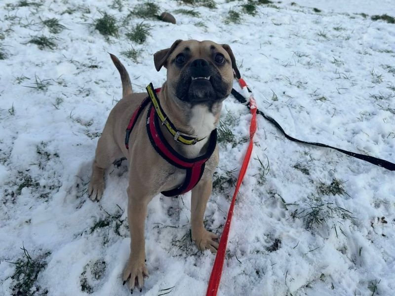 Jack Russell Terrier for adoption in Telford, Shropshire – 1 year old - Image 3 of 3