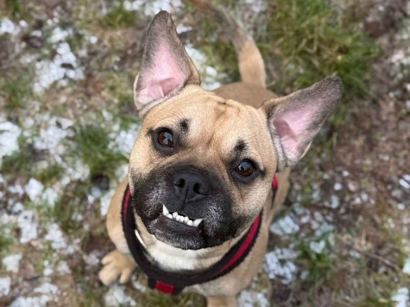 Prince | Terrier (Jack Russell) Cross | Shrewsbury (Shropshire) - 1