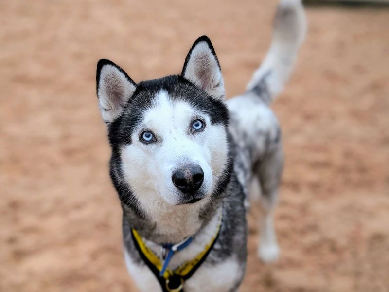 Siberian Husky for adoption in Cardiff – 9 years old - Image 6 of 6