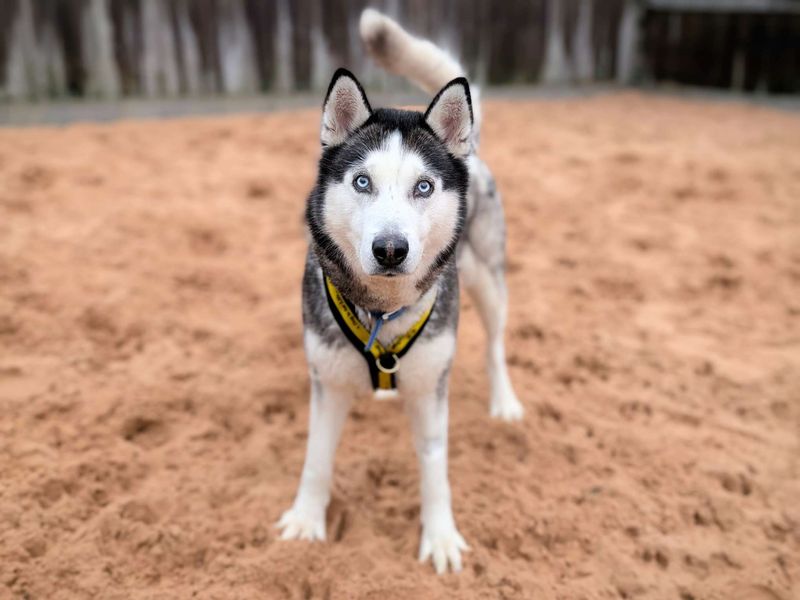 Siberian Husky for adoption in Cardiff – 9 years old - Image 5 of 6