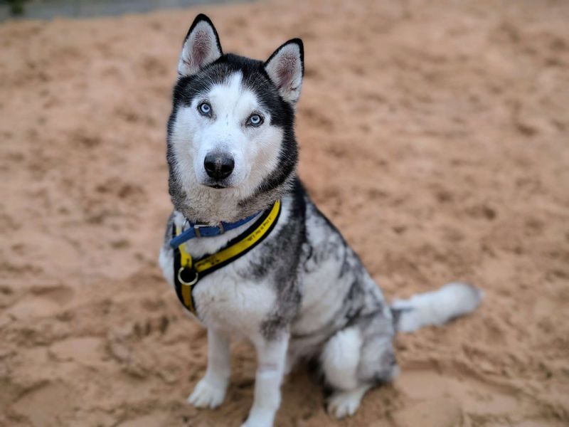 Malakai, a 8 years old male Unknown available for adoption from Dogs Trust in Splott, Wales