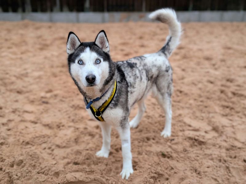 Siberian Husky for adoption in Cardiff – 9 years old - Image 2 of 6