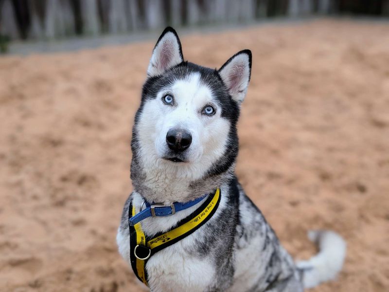 Siberian Husky for adoption in Cardiff – 9 years old - Image 4 of 6