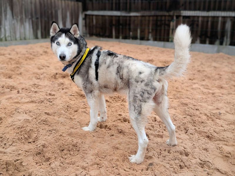 Siberian Husky for adoption in Cardiff – 9 years old - Image 3 of 6