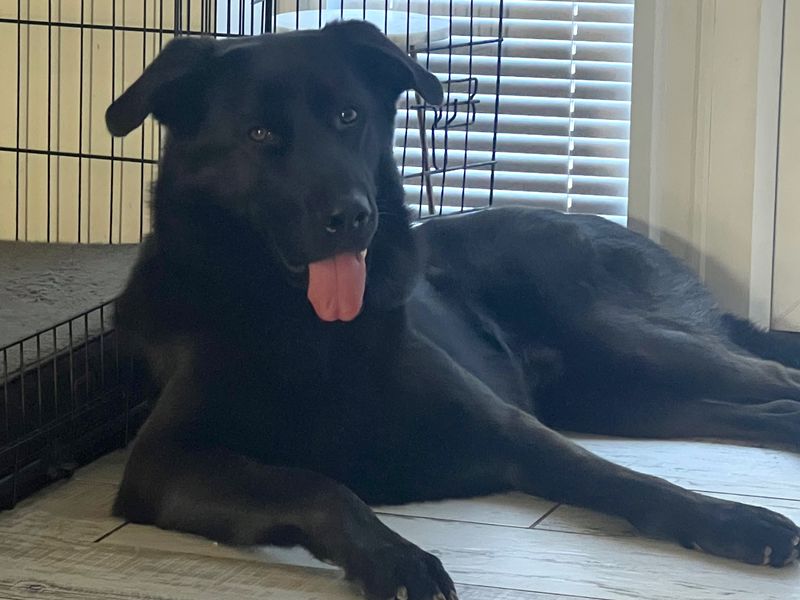 German Shepherd for adoption in Uxbridge, London – 2 years old - Image 2 of 2