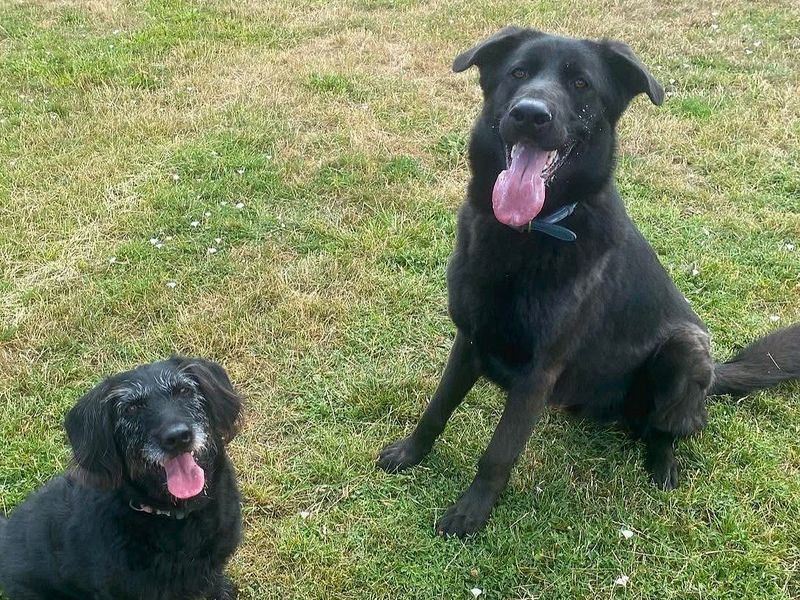 German Shepherd for adoption in Uxbridge, London – 2 years old