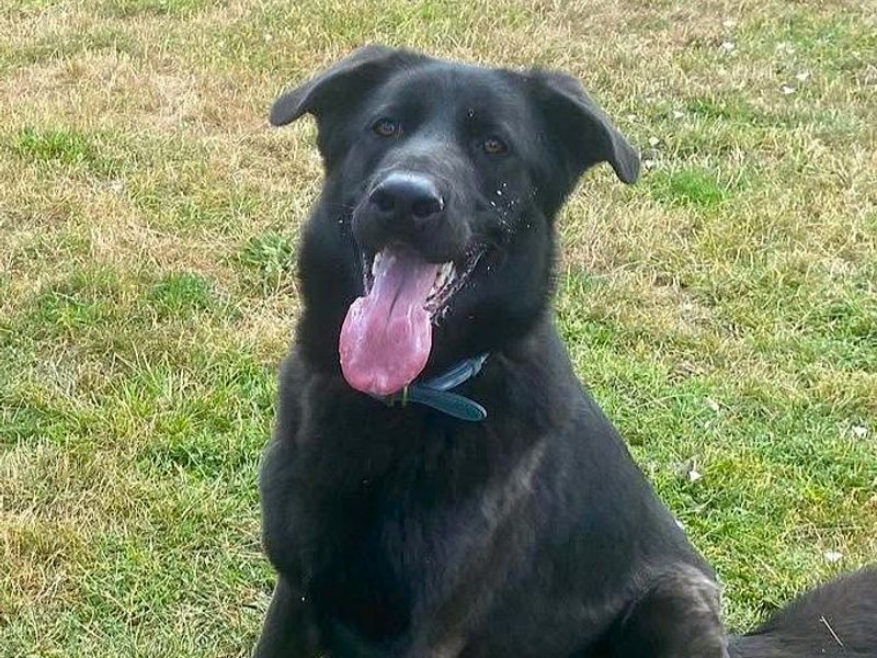 Teddy | German Shepherd Dog Cross | Harefield West London - 1