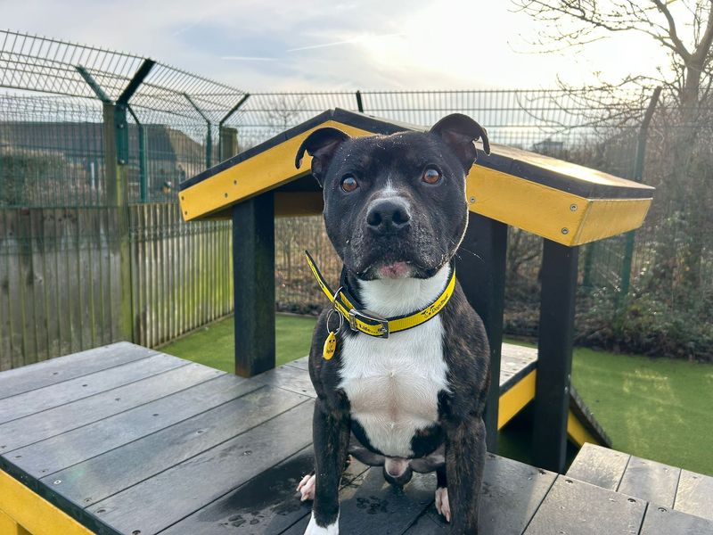 Crispin | Terrier (Staffordshire Bull) Cross | Basildon (Essex) - 1