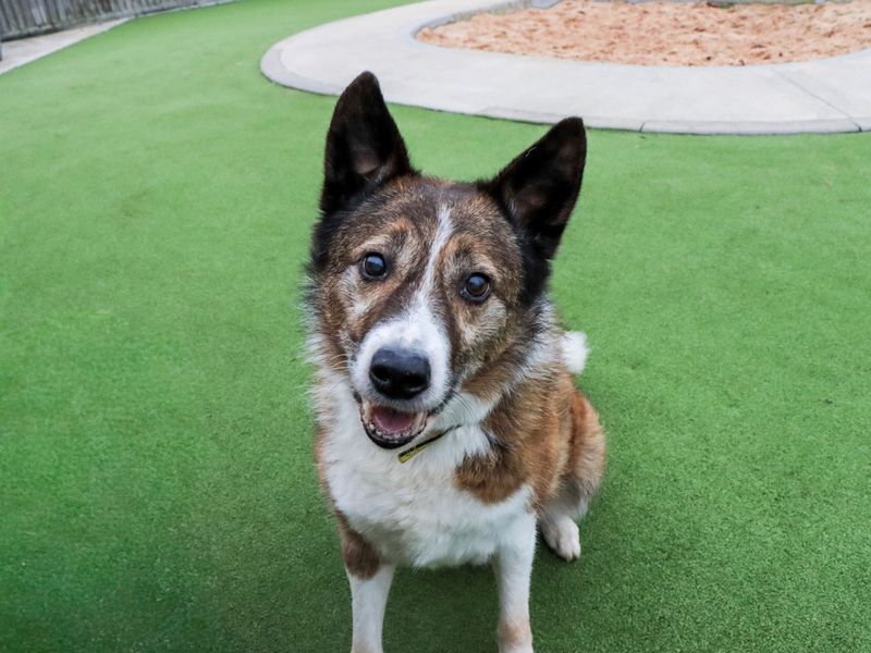 Stewie | Collie (Border) | Evesham (Worcestershire) - 1