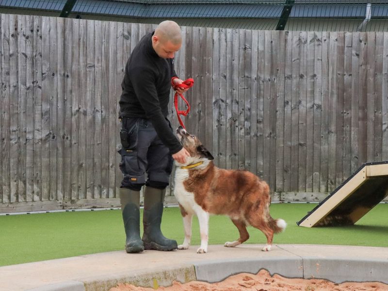Border Collie for adoption in Evesham, Worcestershire – 13 years old
