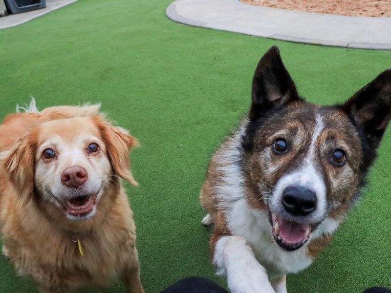 Border Collie for adoption in Evesham, Worcestershire – 13 years old - Image 4 of 5