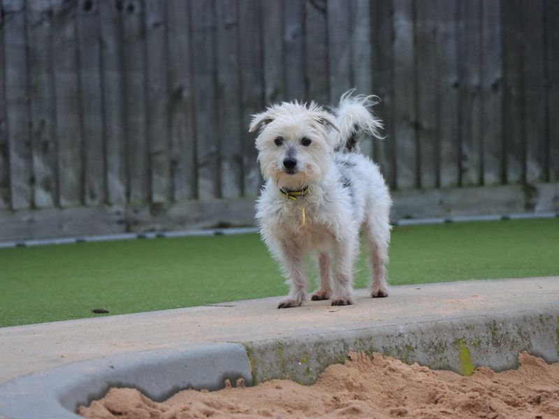 Yorkshire Terrier Dogs And Puppies For Adoption