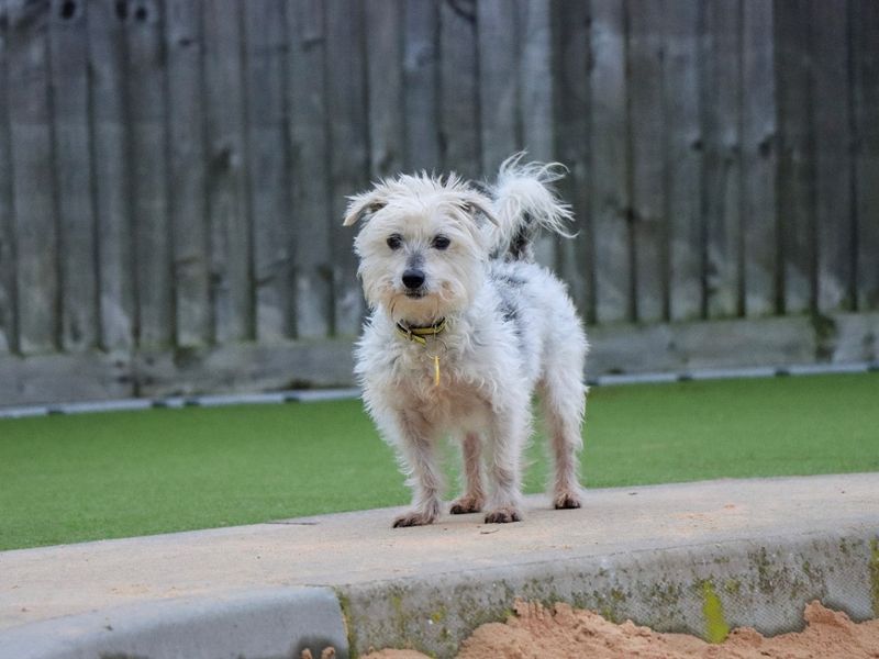 Isaac | Terrier (Yorkshire) Cross | Evesham (Worcestershire) - 1
