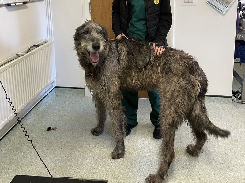 Noah, a 4 years old male Irish Wolfhound available for adoption from Dogs Trust in Shrewsbury, Shropshire