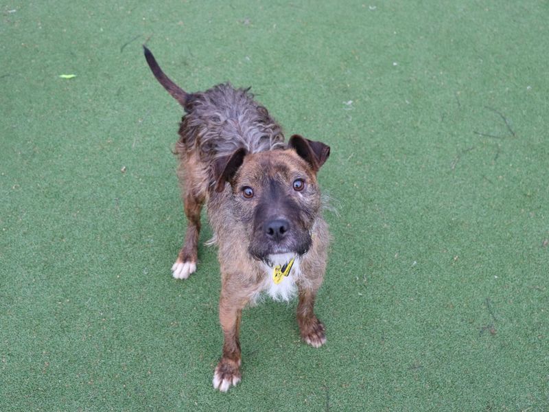 Dancer, a 6 years old female Crossbreed available for adoption from Dogs Trust in Glasgow, Scotland
