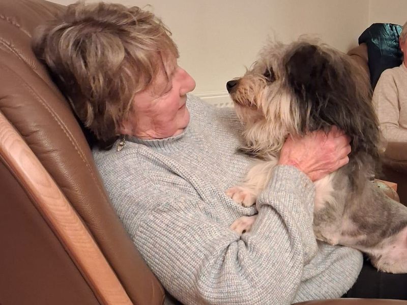 Bob, a 2 years old male Crossbreed available for adoption from Dogs Trust in Cumbria, Greater Manchester