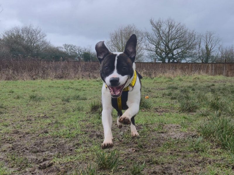 Staffordshire Bull Terrier for adoption in Telford, Shropshire – 5 years old