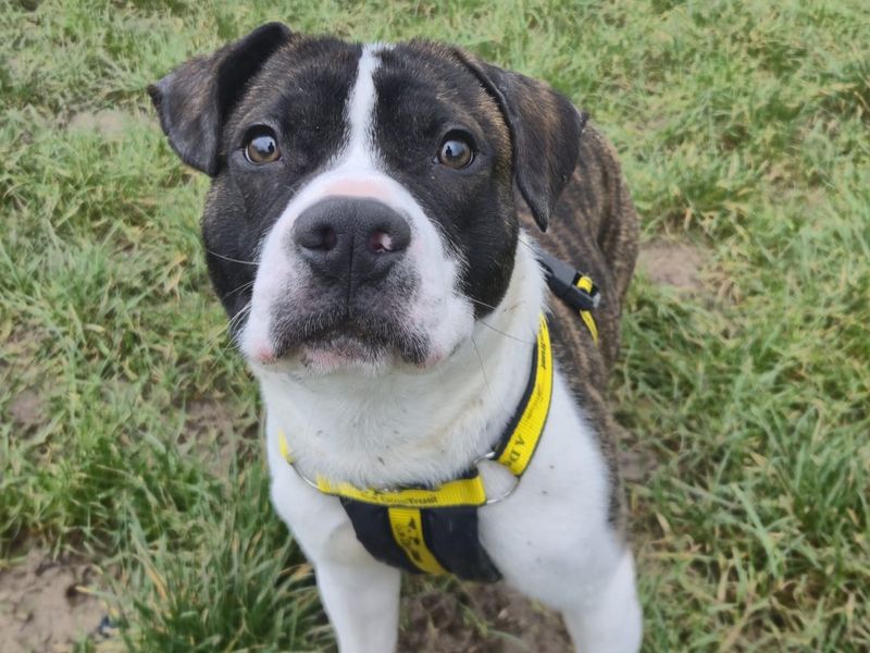 Herman - Image 2 of 2