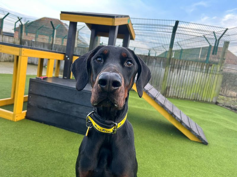 Del Boy, a 4 years old male Dobermann available for adoption from Dogs Trust in Basildon, Essex