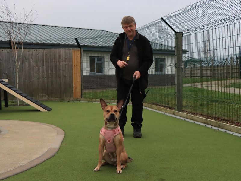 Staffordshire Bull Terrier for adoption in Evesham, Worcestershire – 2 years old