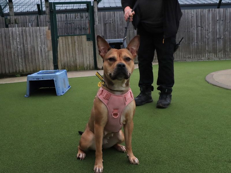 Staffordshire Bull Terrier for adoption in Evesham, Worcestershire – 2 years old - Image 2 of 2