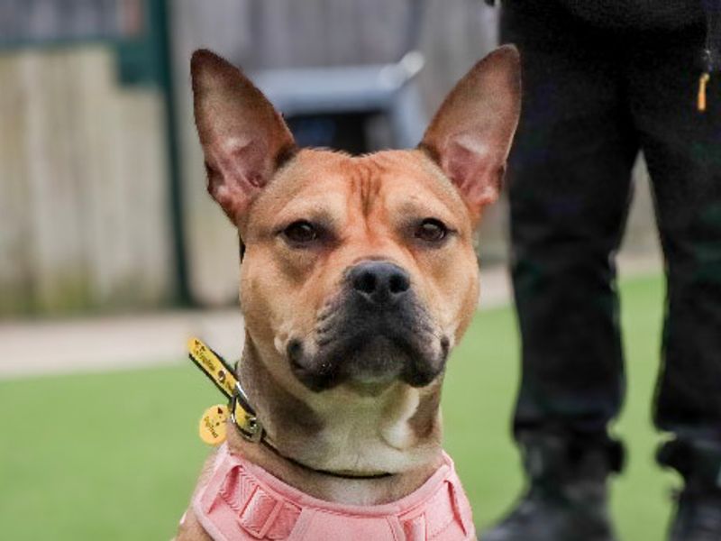 Pixie | Terrier (Staffordshire Bull) Cross | Evesham (Worcestershire) - 1