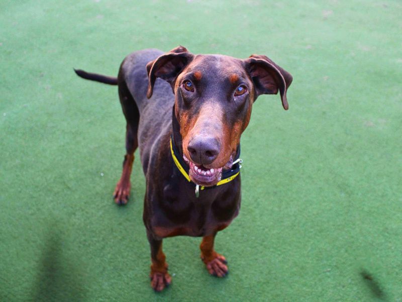 Doberman for adoption in Manchester, Greater Manchester – 6 years old - Image 3 of 5