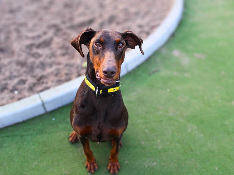 Rodney | Dobermann | Manchester - 1