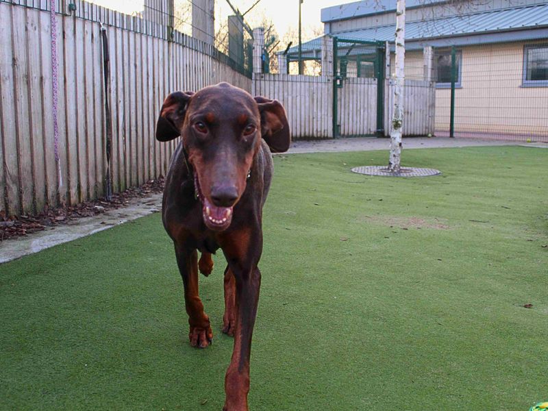 Doberman for adoption in Manchester, Greater Manchester – 6 years old