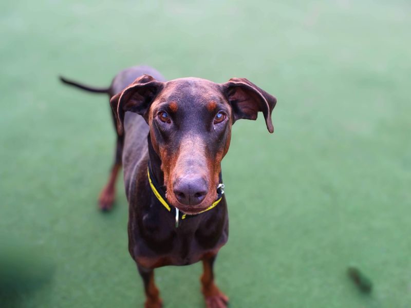 Doberman for adoption in Manchester, Greater Manchester – 6 years old - Image 4 of 5