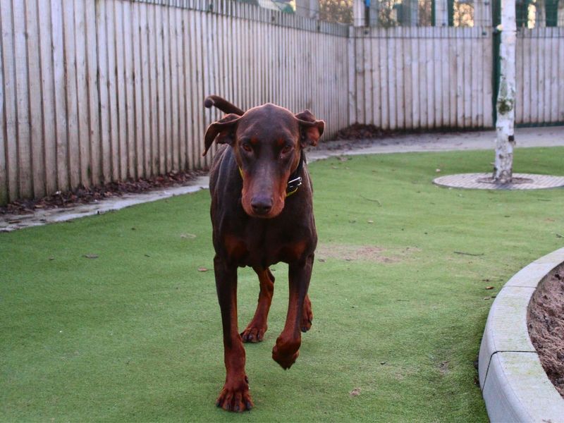 Rodney, a 6 years old male Dobermann available for adoption from Dogs Trust in Manchester, Greater Manchester