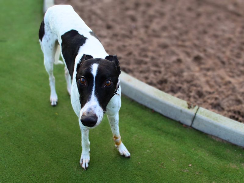 Greyhound for adoption in Manchester – 6 years old - Image 2 of 4