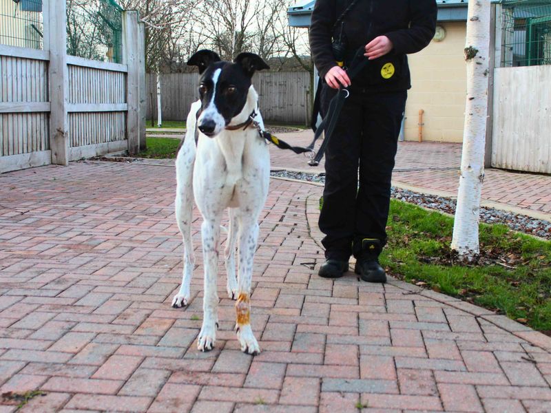 Samuel, a 6 years old male Greyhound available for adoption from Dogs Trust in Manchester, Greater Manchester
