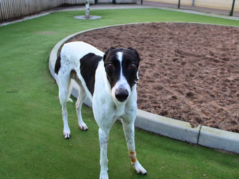 Greyhound for adoption in Manchester – 6 years old - Image 3 of 4